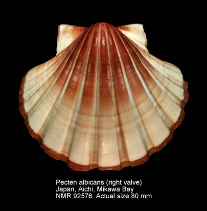 Pecten albicans (5).jpg - Pecten albicans(Schröter,1802)